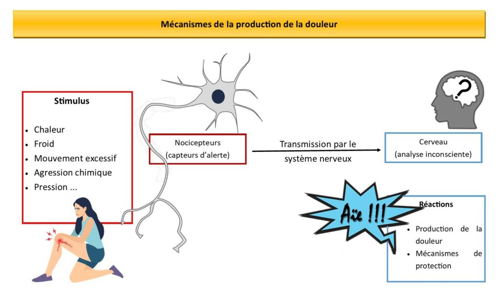 La douleur aiguë signale un danger. Mais le seuil de sensibilité de l'alarme est déterminé par le cerveau. C’est lui qui détermine à à partir de quel niveau de nociception, le danger est réel et nécessite une réaction. La réaction a pour but de faire cesser l'exposition au stimulus et retrouver ainsi l'état de base.